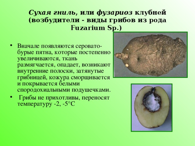 Сухая гниль , или фузариоз клубней (возбудители - виды грибов из рода Fuzarium Sp.)
