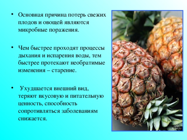 Основная причина потерь свежих плодов и овощей являются микробные поражения. Чем быстрее проходят процессы дыхания и испарения воды, тем быстрее протекают необратимые изменения – старение.  Ухудшается внешний вид, теряют вкусовую и питательную ценность, способность сопротивляться заболеваниям снижается.