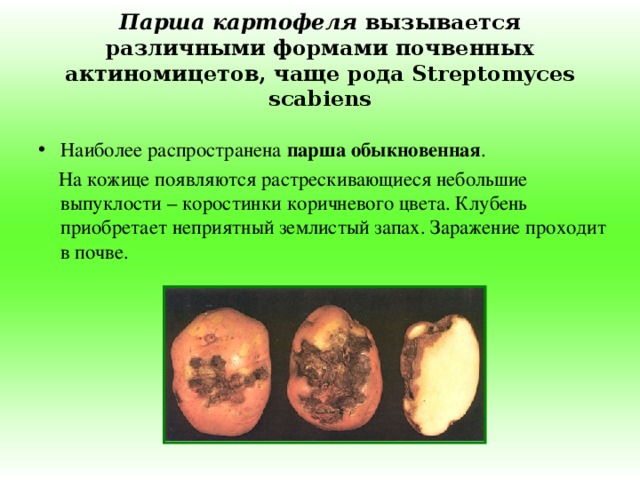 Парша картофеля вызывается различными формами почвенных актиномицетов, чаще рода Streptomyces  scabiens Наиболее распространена парша обыкновенная .  На кожице появляются растрескивающиеся небольшие выпуклости – коростинки коричневого цвета. Клубень приобретает неприятный землистый запах.  Заражение проходит в почве.