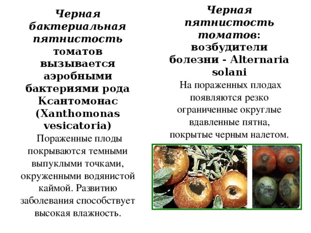 Черная пятнистость томатов : возбудители болезни - Alternaria solani  На пораженных плодах появляются резко ограниченные округлые вдавленные пятна, покрытые черным налетом. Черная бактериальная пятнистость томатов вызывается аэробными бактериями рода Ксантомонас ( Xanthomonas vesicatoria)   Пораженные плоды покрываются темными выпуклыми точками, окруженными водянистой каймой. Развитию заболевания способствует высокая влажность.