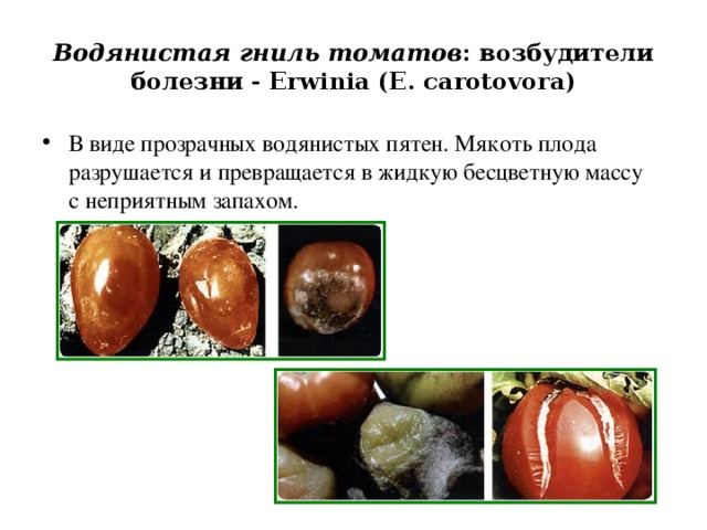 Водянистая гниль томатов : возбудители болезни -  Erwinia (Е. carotovora)