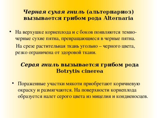 Черная сухая гниль (альтернариоз) вызывается грибом рода Alternaria На верхушке корнеплода и с боков появляются темно-черные сухие пятна, превращающиеся в черные пятна.  На срезе растительная ткань угольно – черного цвета, резко ограничена от здоровой ткани. Серая гниль вызывается грибом рода Botrytis  cinerea