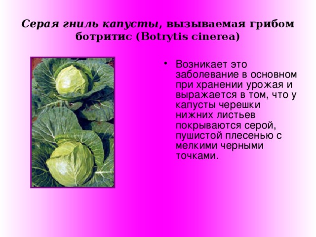 Серая гниль капусты , вызываемая грибом ботритис ( Botrytis cinerea)