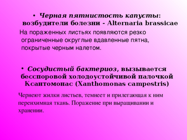 Черная пятнистость капусты : возбудители болезни - Alternaria brassicae  На пораженных листьях появляются резко ограниченные округлые вдавленные пятна, покрытые черным налетом. Сосудистый бактериоз , вызывается бесспоровой холодоустойчивой палочкой Ксантомонас ( Xanthomonas campestris)