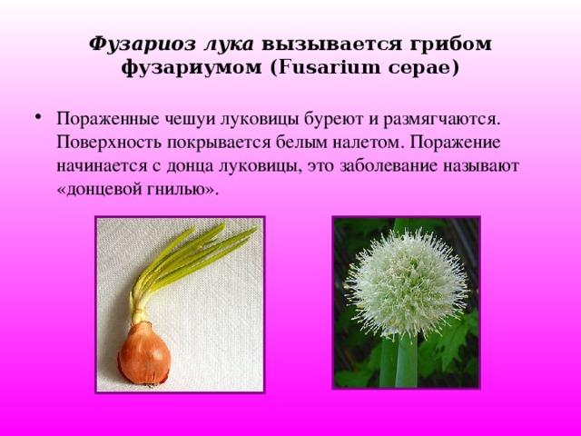 Фузариоз лука вызывается грибом фузариумом (Fusarium cepae)