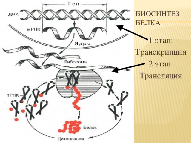 Биосинтез белка 1 этап: Транскрипция 2 этап: Трансляция