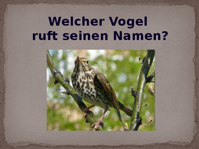 Welcher Vogel ruft seinen Namen?