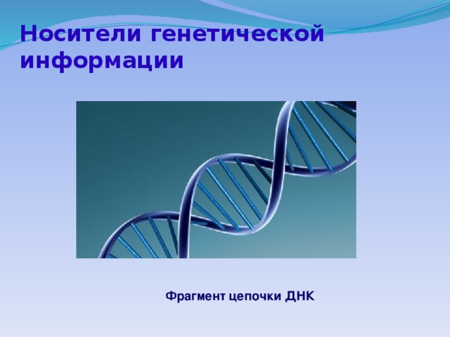 Носители генетической информации Фрагмент цепочки ДНК