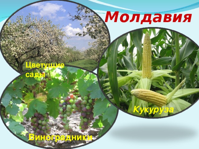 Молдавия Цветущие сады Кукуруза Виноградники