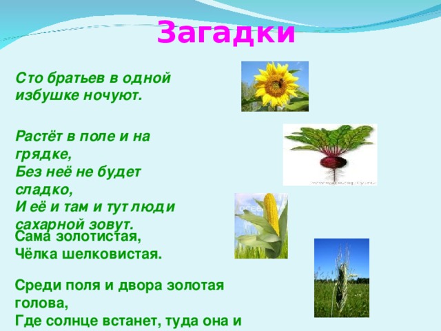 Загадки Сто братьев в одной избушке ночуют. Растёт в поле и на грядке, Без неё не будет сладко, И её и там и тут люди сахарной зовут. Сама золотистая, Чёлка шелковистая. Среди поля и двора золотая голова, Где солнце встанет, туда она и глянет