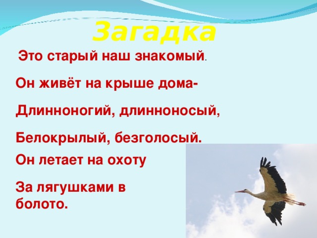 Загадка Это старый наш знакомый . Он живёт на крыше дома- Длинноногий, длинноносый , Белокрылый, безголосый. Он летает на охоту За лягушками в болото. 2