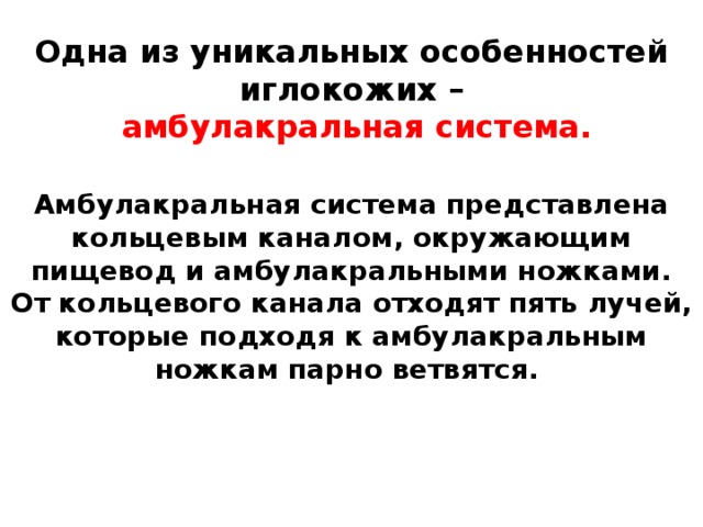 Одна из уникальных особенностей иглокожих –   амбулакральная система.   Амбулакральная система представлена кольцевым каналом, окружающим пищевод и амбулакральными ножками.  От кольцевого канала отходят пять лучей, которые подходя к амбулакральным ножкам парно ветвятся.