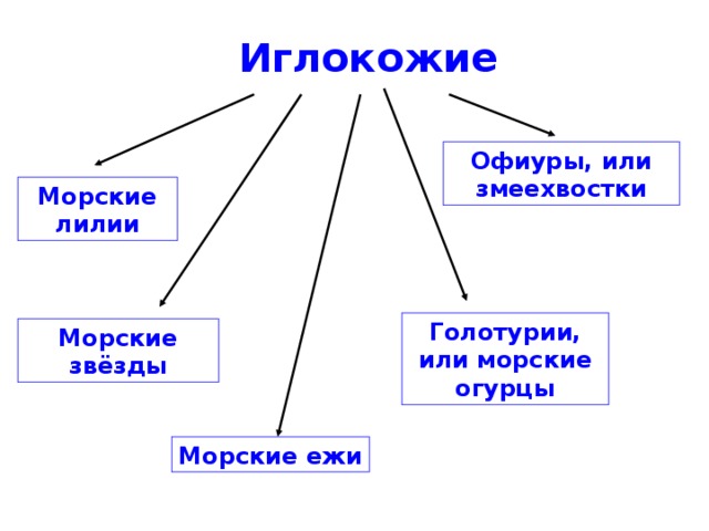 Иглокожие Офиуры, или змеехвостки Морские лилии Голотурии, или морские огурцы Морские звёзды Морские ежи