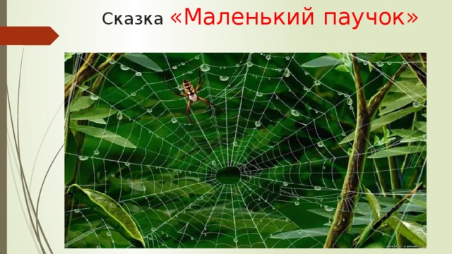 Сказка «Маленький паучок»