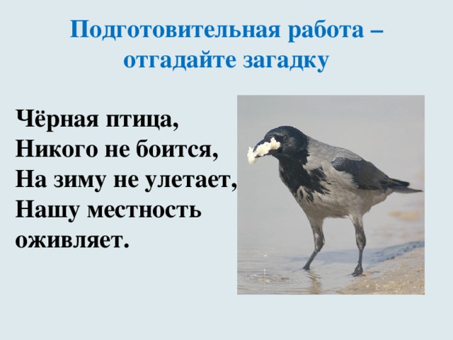 Подготовительная работа – отгадайте загадку Чёрная птица,  Никого не боится,  На зиму не улетает,  Нашу местность оживляет.