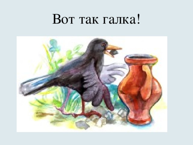 Вот так галка!