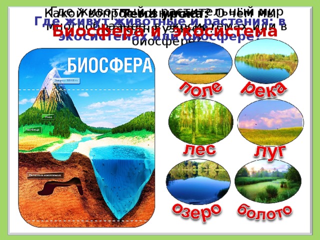 Водные экосистемы презентация