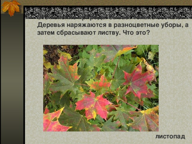 Это явление природы бывает только осенью. Деревья наряжаются в разноцветные уборы, а затем сбрасывают листву. Что это? листопад