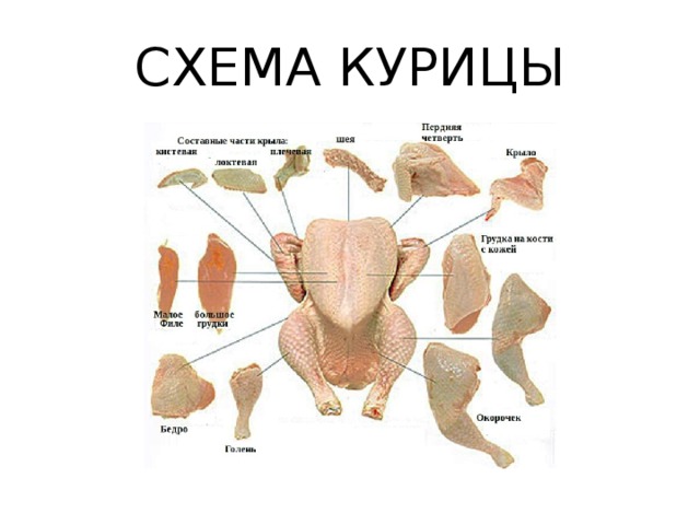 СХЕМА КУРИЦЫ