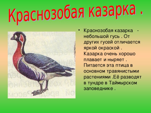 Краснозобая казарка - небольшой гусь . От других гусей отличается яркой окраской . Казарка очень хорошо плавает и ныряет . Питается эта птица в основном травянистыми растениями .Её разводят в тундре в Таймырском заповеднике .