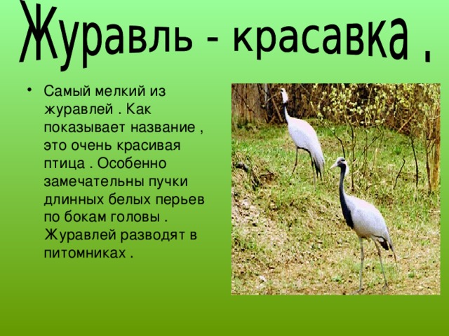 Самый мелкий из журавлей . Как показывает название , это очень красивая птица . Особенно замечательны пучки длинных белых перьев по бокам головы . Журавлей разводят в питомниках .