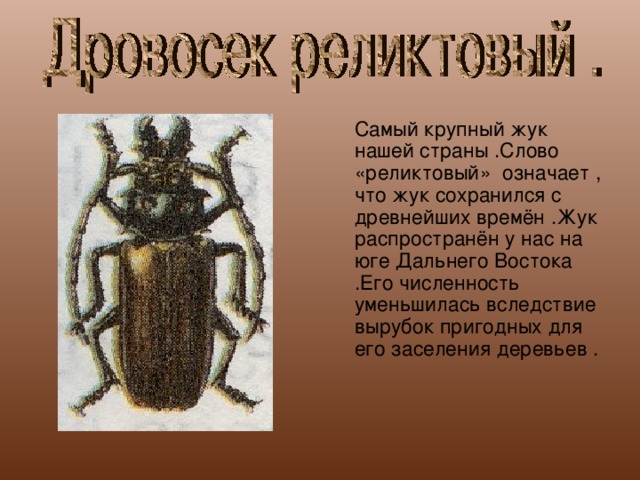 Самый крупный жук нашей страны .Слово «реликтовый» означает , что жук сохранился с древнейших времён .Жук распространён у нас на юге Дальнего Востока .Его численность уменьшилась вследствие вырубок пригодных для его заселения деревьев .