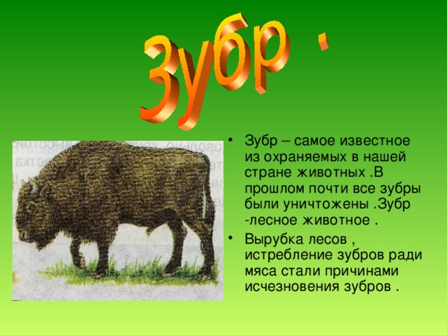 Зубр – самое известное из охраняемых в нашей стране животных .В прошлом почти все зубры были уничтожены .Зубр -лесное животное . Вырубка лесов , истребление зубров ради мяса стали причинами исчезновения зубров .