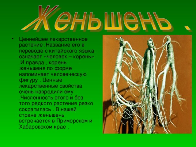 Ценнейшее лекарственное растение .Название его в переводе с китайского языка означает «человек – корень» .И правда , корень женьшеня по форме напоминает человеческую фигуру . Ценные лекарственные свойства очень навредили ему .Численность этого и без того редкого растения резко сократилась . В нашей стране женьшень встречается в Приморском и Хабаровском крае .