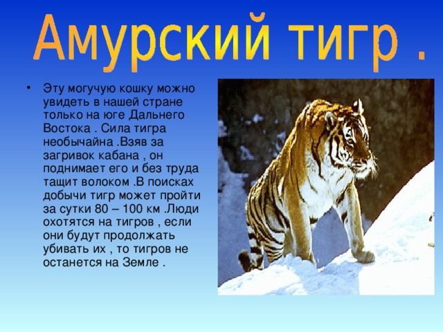 Эту могучую кошку можно увидеть в нашей стране только на юге Дальнего Востока . Сила тигра необычайна .Взяв за загривок кабана , он поднимает его и без труда тащит волоком .В поисках добычи тигр может пройти за сутки 80 – 100 км .Люди охотятся на тигров , если они будут продолжать убивать их , то тигров не останется на Земле .