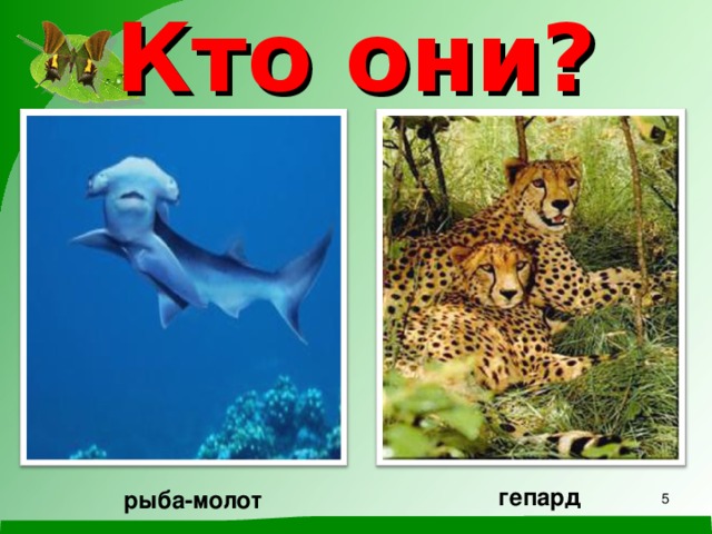 Кто они? гепард рыба-молот