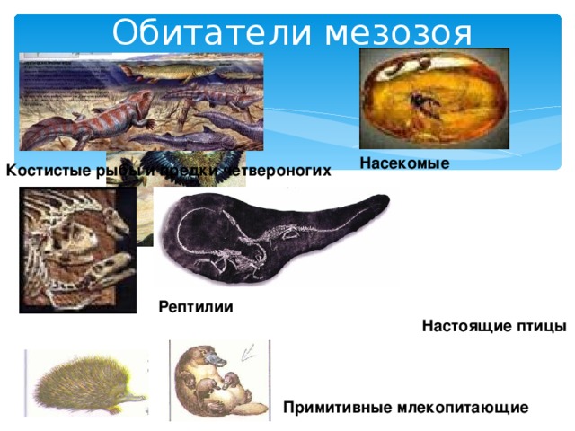 Обитатели мезозоя Насекомые Костистые рыбы и предки четвероногих Рептилии Настоящие птицы Примитивные млекопитающие