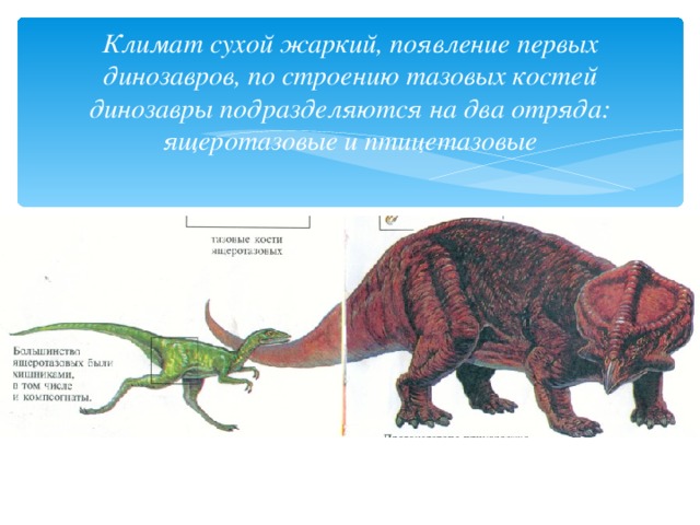 Климат сухой жаркий, появление первых динозавров, по строению тазовых костей динозавры подразделяются на два отряда:  ящеротазовые и птицетазовые