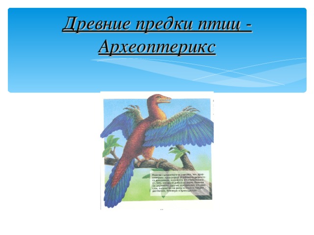 Древние предки птиц - Археоптерикс