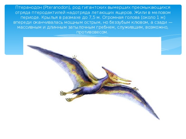 Птеранодон (Pteranodon), род гигантских вымерших пресмыкающихся отряда птеродактилей надотряда летающих ящеров. Жили в меловом периоде. Крылья в размахе до 7,5 м. Огромная голова (около 1 м) впереди оканчивалась мощным острым, но беззубым клювом, а сзади — массивным и длинным затылочным гребнем, служившим, возможно, противовесом.