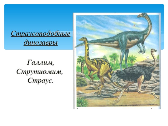 Страусоподобные динозавры   Галлим,  Струтиомим,  Страус.