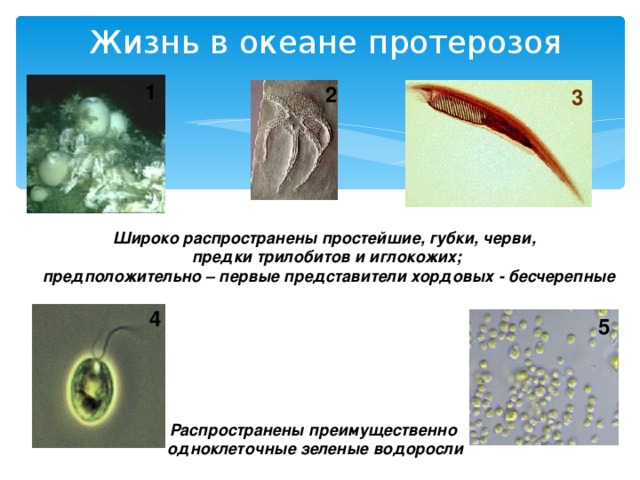 Жизнь в океане протерозоя 1 2 3 Широко распространены простейшие, губки, черви, предки трилобитов и иглокожих;  предположительно – первые представители хордовых - бесчерепные 4 5 Распространены преимущественно  одноклеточные зеленые водоросли