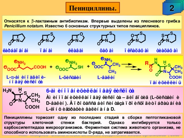 2 Пенициллины. Относятся к  -лактамным антибиотикам.  Впервые выделены из плесневого грибка Penicillium notatum . Известно 6 основных структурных типов пенициллинов. Пенициллины тормозят одну из последних стадий в сборке пептогликановой структуры клеточной стенки бактерий. Однако ингибируется только карбоксипептидаза микроорганизмов. Ферментная система животного организма, не способного использовать аминокислоты D -ряда, не затрагивается. А.М. Чибиряев 