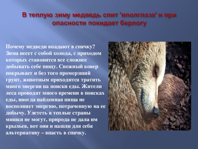 Почему медведи впадают в спячку? Зима несет с собой холода, с приходом которых становится все сложнее добывать себе пищу. Снежный ковер покрывает и без того промерзший грунт, животным приходится тратить много энергии на поиски еды. Жители леса проводят много времени в поисках еды, иногда найденная пища не восполняет энергию, потраченную на ее добычу. Улететь в теплые страны мишки не могут, природа не дала им крыльев, вот они и нашли для себя альтернативу – впасть в спячку.