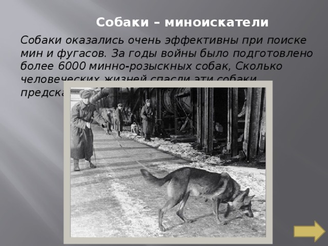 Собаки – миноискатели Собаки оказались очень эффективны при поиске мин и фугасов. За годы войны было подготовлено более 6000 минно-розыскных собак, Сколько человеческих жизней спасли эти собаки, предсказать невозможно.