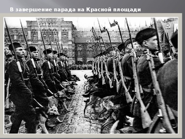 В завершение парада на Красной площади показались … собаки.