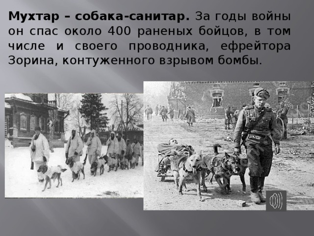 Мухтар – собака-санитар. За годы войны он спас около 400 раненых бойцов, в том числе и своего проводника, ефрейтора Зорина, контуженного взрывом бомбы.