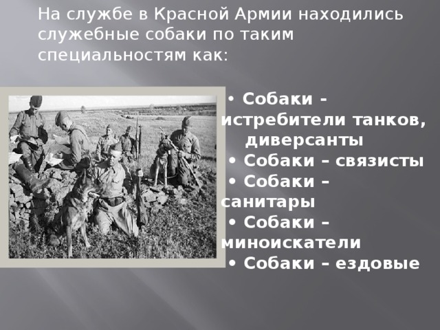 На службе в Красной Армии находились служебные собаки по таким специальностям как:   •   Собаки - истребители танков, диверсанты • Собаки – связисты • Собаки – санитары • Собаки – миноискатели  • Собаки – ездовые    