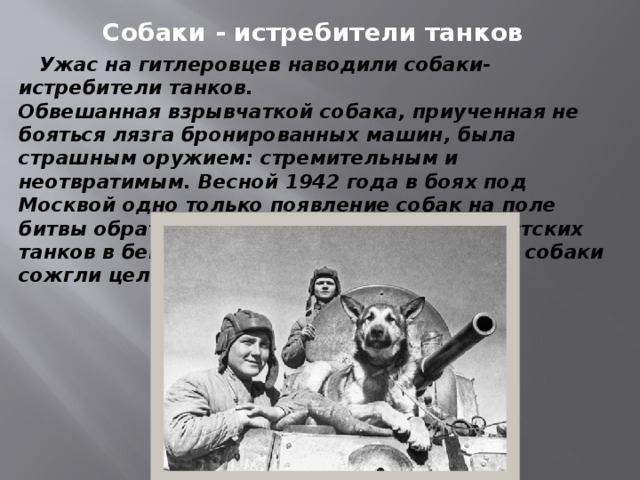 Собаки - истребители танков  Ужас на гитлеровцев наводили собаки-истребители танков. Обвешанная взрывчаткой собака, приученная не бояться лязга бронированных машин, была страшным оружием: стремительным и неотвратимым. Весной 1942 года в боях под Москвой одно только появление собак на поле битвы обратило несколько десятков фашистских танков в бегство. А в Сталинградской битве собаки сожгли целую танковую бригаду.