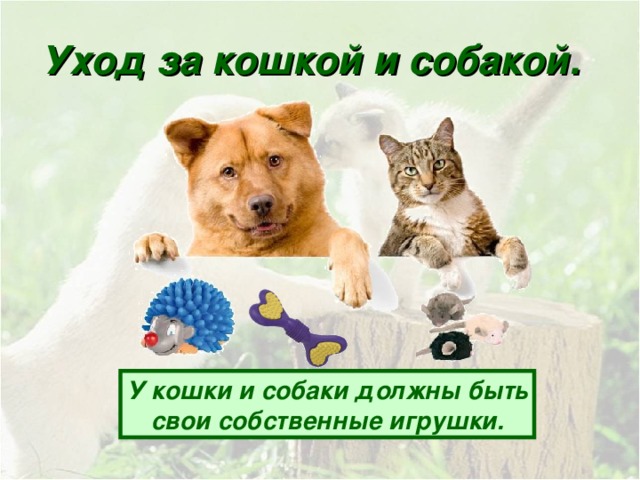 Уход за кошкой и собакой. У кошки и собаки должны быть свои собственные игрушки.