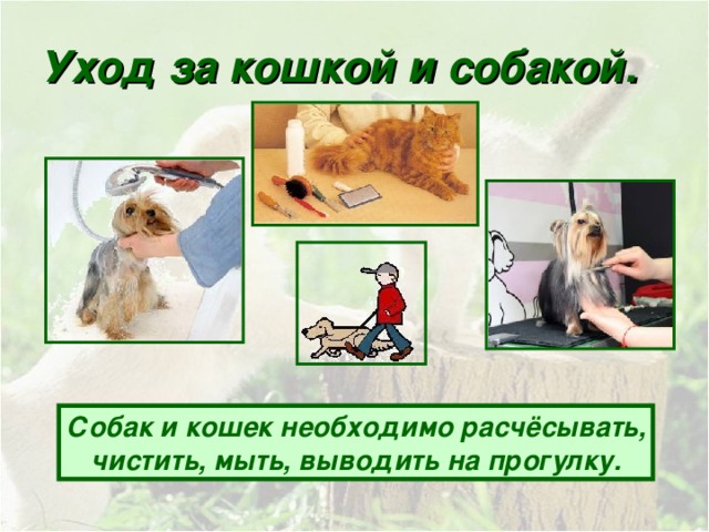 Уход за кошкой и собакой. Собак и кошек необходимо расчёсывать, чистить, мыть, выводить на прогулку.