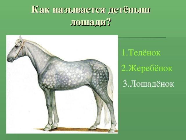 Как называется детёныш лошади? 1.Телёнок 2.Жеребёнок 3.Лошадёнок