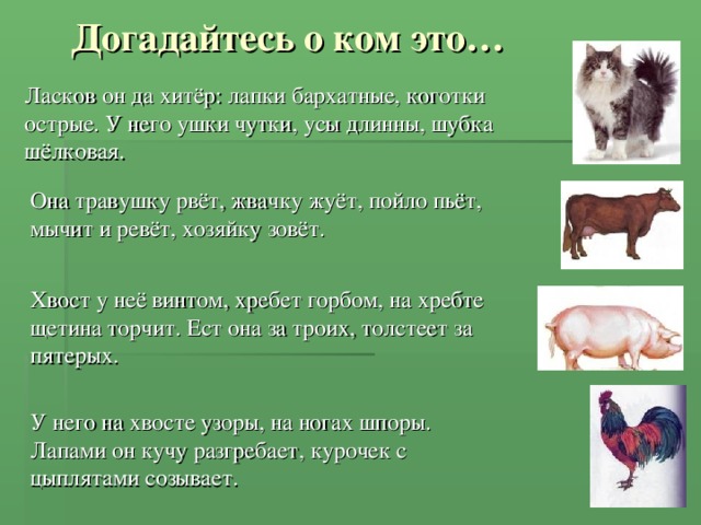 Догадайтесь о ком это… Ласков он да хитёр: лапки бархатные, коготки острые. У него ушки чутки, усы длинны, шубка шёлковая. Она травушку рвёт, жвачку жуёт, пойло пьёт, мычит и ревёт, хозяйку зовёт. Хвост у неё винтом, хребет горбом, на хребте щетина торчит. Ест она за троих, толстеет за пятерых. У него на хвосте узоры, на ногах шпоры. Лапами он кучу разгребает, курочек с цыплятами созывает.