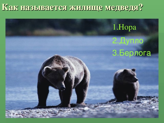 Как называется жилище медведя? 1.Нора 2.Дупло 3.Берлога