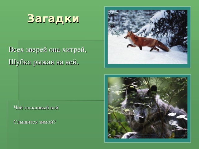 Загадки Всех зверей она хитрей, Шубка рыжая на ней . Чей тоскливый вой Слышится зимой?