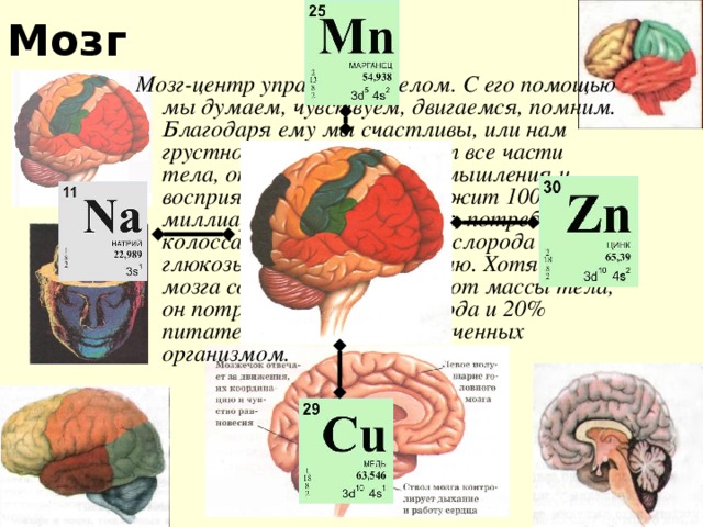 Мозг Мозг-центр управления телом. С его помощью мы думаем, чувствуем, двигаемся, помним. Благодаря ему мы счастливы, или нам грустно. Мозг контролирует все части тела, отвечает за процесс мышления и восприятия мира. Он содержит 100 миллиардов нервных клеток, потребляет колоссальное количество кислорода и глюкозы, дающей ему энергию. Хотя масса мозга составляет всего 2% от массы тела, он потребляет 20% кислорода и 20% питательных веществ, полученных организмом.